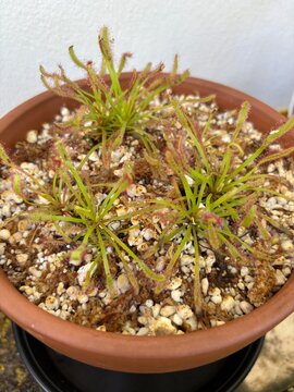 Sarracenia Martinique
