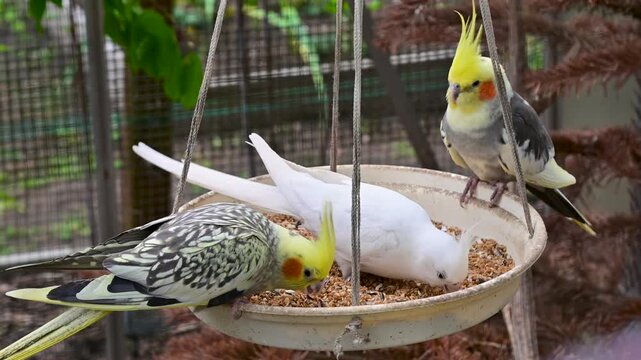 Group of cockatiel parrots including grey and white mutations eating seeds from hanging feeder in a birdhouse. 4K footage