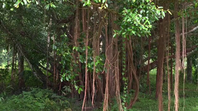 Long roots hang down from banyan tree, the majestic rainforest giant Tree with lush foliage, Jungle Concept
