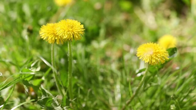 Yellow dandelion flowers trembles in the wind on meadow - Springtime floral nature background.