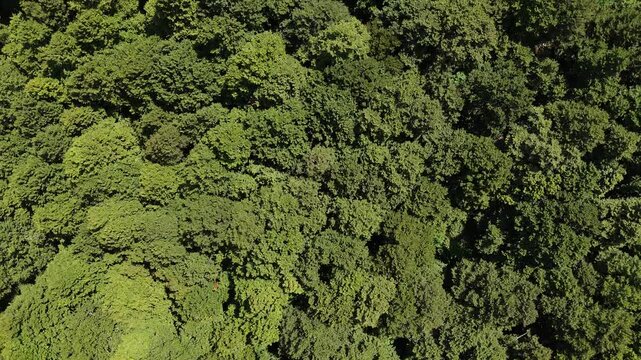 Lush green canopy stretching endlessly across the vibrant forest, inviting exploration during a sunny afternoon