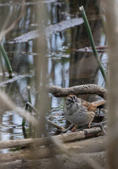 Fototapeta premium Swamp Sparrow in a wetland habitat in Rondeau Park in springtime in Ontario