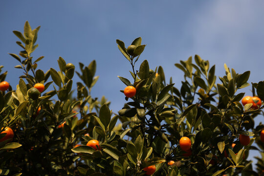 Small oranges ripening on green branches.