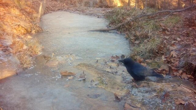 Two crows at a frozen creek on a cold winter morning, picking things off the ground