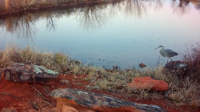 Beautiful Great Blue Heron wading in a small pond in fading evening light in winter