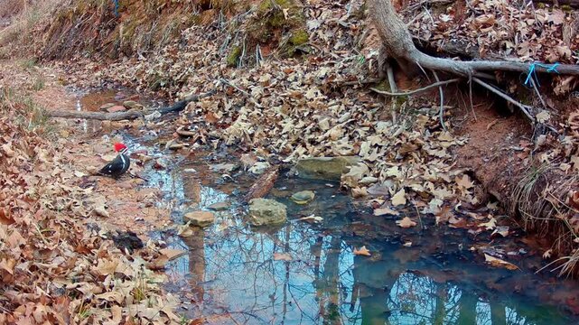 Pileated Woodpecker getting a drink at a small creek in the woods in winter