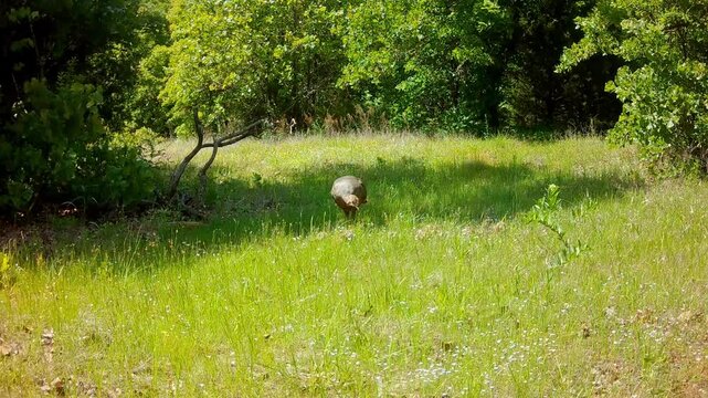 Wild turkey hen with her tiny chicks in an opening in the forest in spring