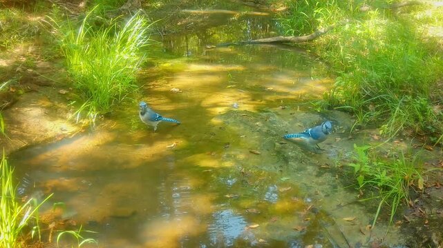 Blue Jays bathing and drinking at a small stream on a fall afternoon