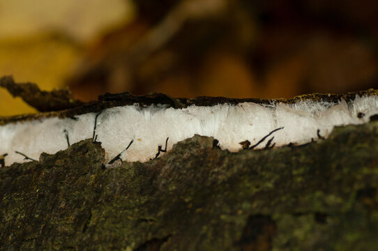 Hair Ice on Fallen Log Between Bark Layers with Bokeh