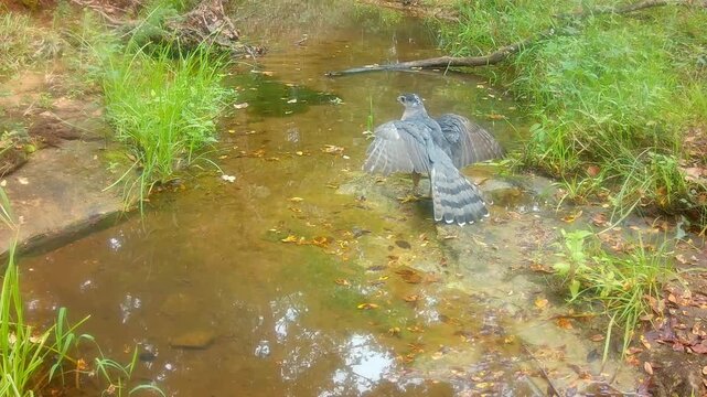 Cooper's hawk at a small creek thinking about hopping in water to cool off, with its wings up and open