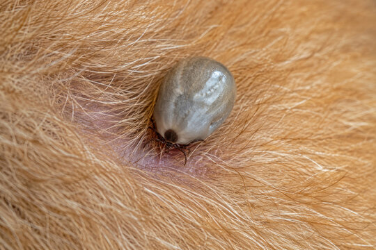Engorged Tick Attached to Animal Fur Close-Up, Parasite Carrying Tick-Borne Diseases