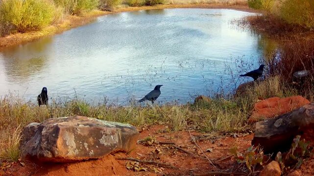 American Crows at a small rural pond on a windy fall day