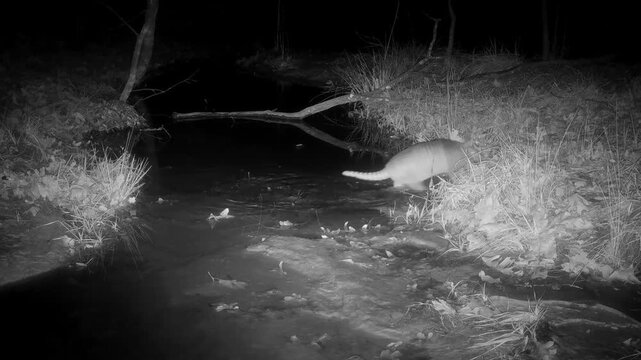 Nine-banded armadillo crossing a creek at night in winter
