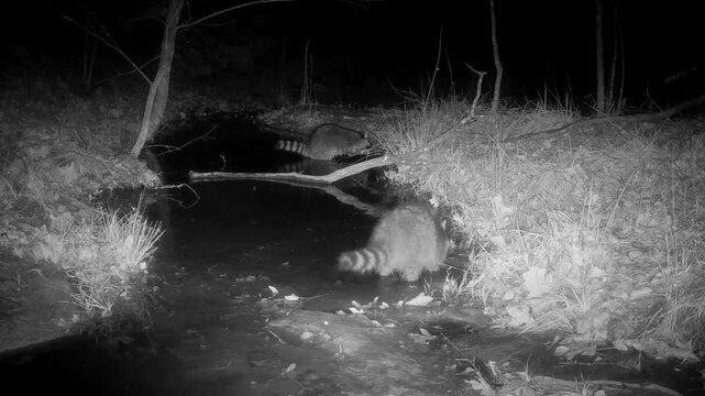 Two raccoons looking for food in a small stream on a winter night, with one finding something and eating it as the other one keeps on searching