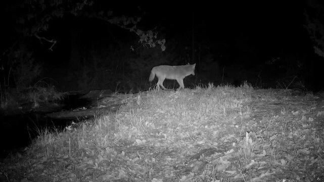 Coyote crosses an opening in the woods, then turns back to the side he came from
