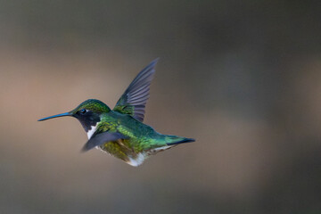 hummingbird in flight © Jeiel