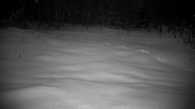 Coyote hurrying through snow on a cold winter night, stopping to look back before continuing on