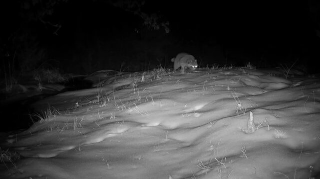 Raccoon walking slowly through snow on a cold winter night
