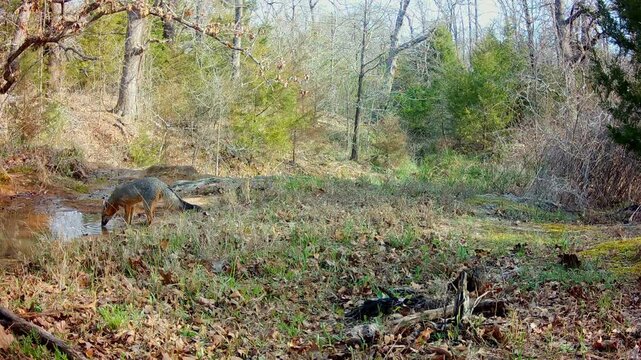 Beautiful gray fox crosses a small opening to drink at a shallow creek and then meanders off to the left; during daytime in spring