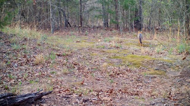 Beautiful gray fox trots across the view from left, marks the ground quickly, trots on, then stops to scratch and then moves off to the top right