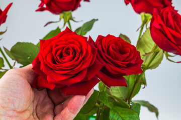 Fototapeta premium Close up view of fresh red roses in human hand against blurred background. Sweden.
