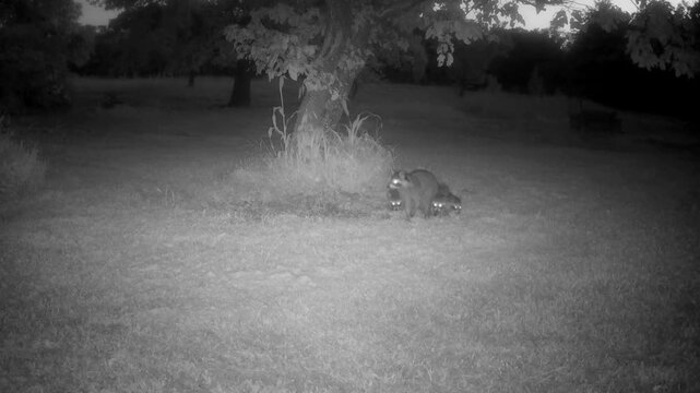 Mama raccoon brings her small kits to a backyard persimmon tree to look for ripe, fallen fruit; looking around to make sure it's safe