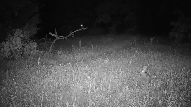 A Chuck-will's-widow lands on a branch at night, starling a rabbit who dashes farther in the darkness