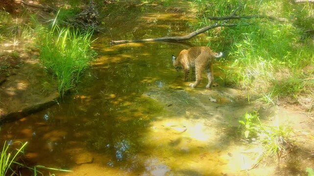 Young, small bobcat walks into a shallow creek, sniffing around, then proceeds to walk in the creek away from the camera; on late summer afternoon