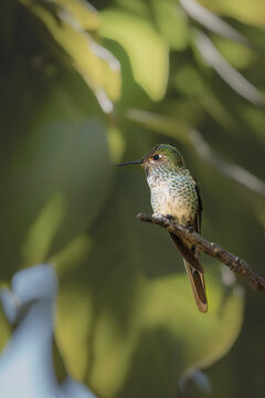 Red-tailed Comet hummingbird (Sappho sparganurus) perched on branch, Salta, Argentina