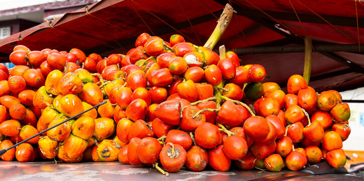 Fresh bunches of ripe chontaduro palm fruit, showing their characteristic skin gradient between orange, red and green - Bactris gasipaes