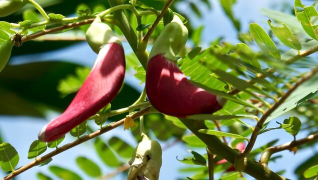 Red vegetable hummingbird flowers hanging on a branch with green leaves background.