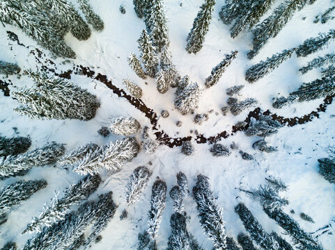 Aerial view of snow-covered pine trees and a winding stream in a winter landscape near Cortina d'Ampezzo, Veneto, Italy.