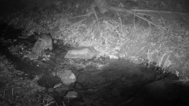 Raccoon babies play fighting in a small creek on a fall night