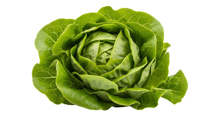 Obraz premium Fresh green butterhead lettuce head, organic bibb lettuce vegetable isolated on white background, crisp garden salad greens for healthy cooking