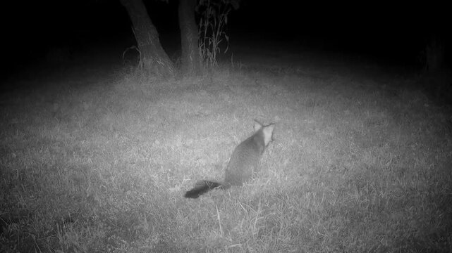 Gray fox eating fallen persimmon fruit in a rural backyard on an autumn night