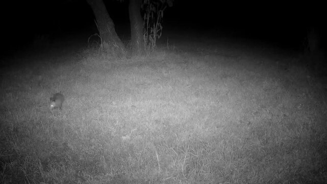 Opossum looking for and eating persimmon fruit in a backyard at night in fall