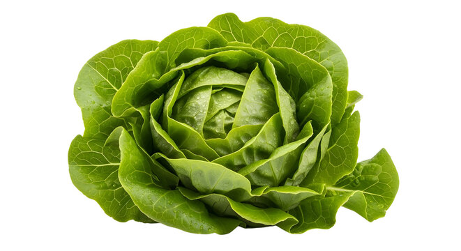 Fresh green butterhead lettuce head, organic bibb lettuce vegetable isolated on white background, crisp garden salad greens for healthy cooking