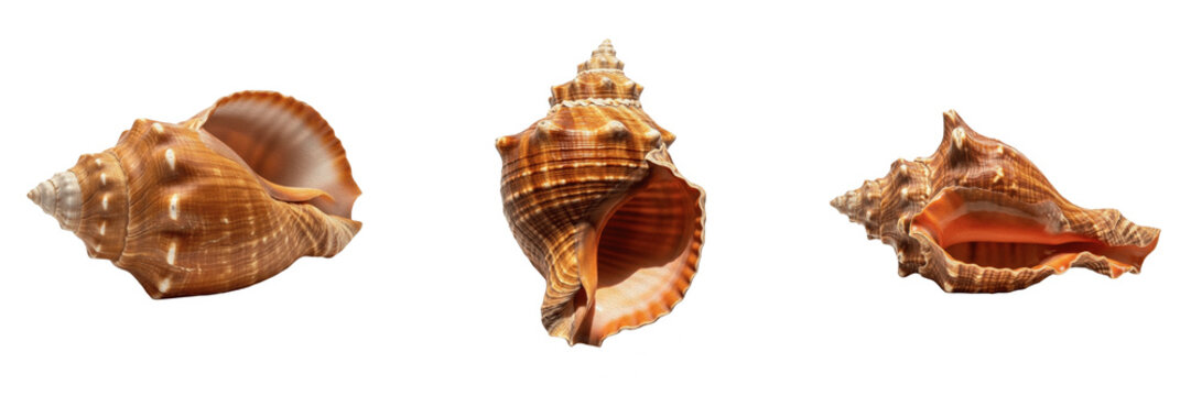Natural Spiral Sea Shell Triton Trumpet Conch Marine Animal Snail Husk Aquatic Ocean Beach Souvenir Collection Specimen Asset Isolated on White Background