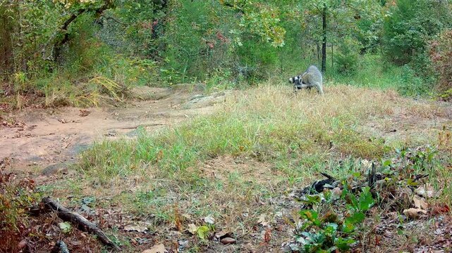 Raccoon at a dry creek bed on a fall morning, looking for something