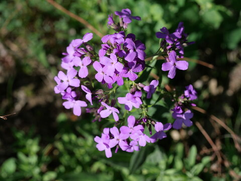 Purple Dame&rsquo;s Rocket Wildflowers (Hesperis matronalis) in Boulder, Colorado