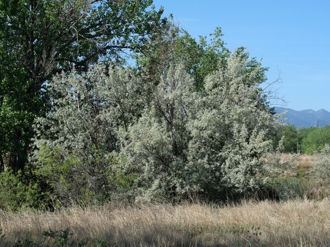 Russian Olive Trees (Elaeagnus angustifolia) Growing in Wetland Habitat Along Marshall Trail in Boulder Colorado