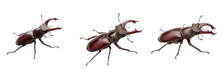 Fototapeta premium Stag Beetle Close Up Sharp Mandibles Insect Specimen for Biology Wildlife Education Nature Wildlife Habitat Design Element Cutout Stock Photo