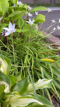 Slow slider shot of white ipheion flowers blooming in a flowerbed