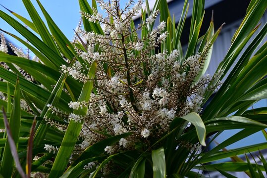 Cabbage tree (Cordyline australis) flowers. Endemic to New Zealand, Asparagaceae evergreen. It produces fragrant, small white flowers in racemes in early summer.
