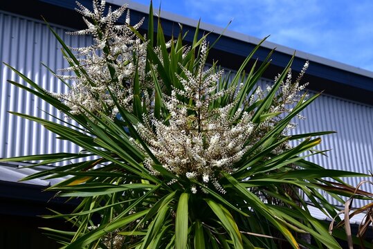 Cabbage tree (Cordyline australis) flowers. Endemic to New Zealand, Asparagaceae evergreen. It produces fragrant, small white flowers in racemes in early summer.