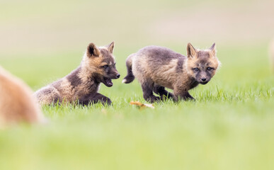 Naklejka premium Red fox kits playing, Canada. 
