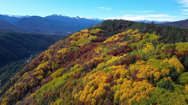 Scenic drone footage flying above a vibrant autumn forest filled with golden deciduous trees and evergreen pines overlooking a dramatic mountain range with snow-capped peaks. The clip captures the bea