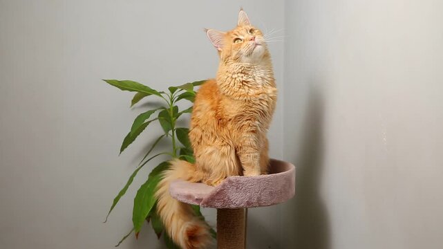 Playful Maine coon cat sitting on scratching post near green flowers in room interior. Cat is actively watching with curios, looking around with its cute young fun eyes. Bright pet 