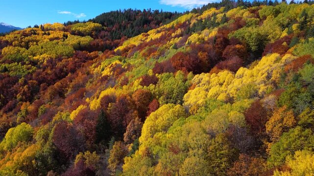 Scenic drone footage flying above a vibrant autumn forest filled with golden deciduous trees and evergreen pines overlooking a dramatic mountain range with snow-capped peaks. The clip captures the bea