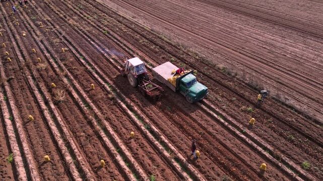 Drone footage of a tractor harvesting potatoes across cultivated farmland while agricultural workers collect crops into sacks. The aerial perspective highlights mechanized farming, crop harvesting, ru